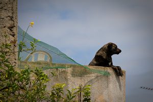 Observando el panorama